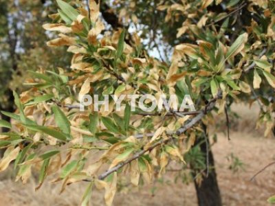 Xylella fastidiosa